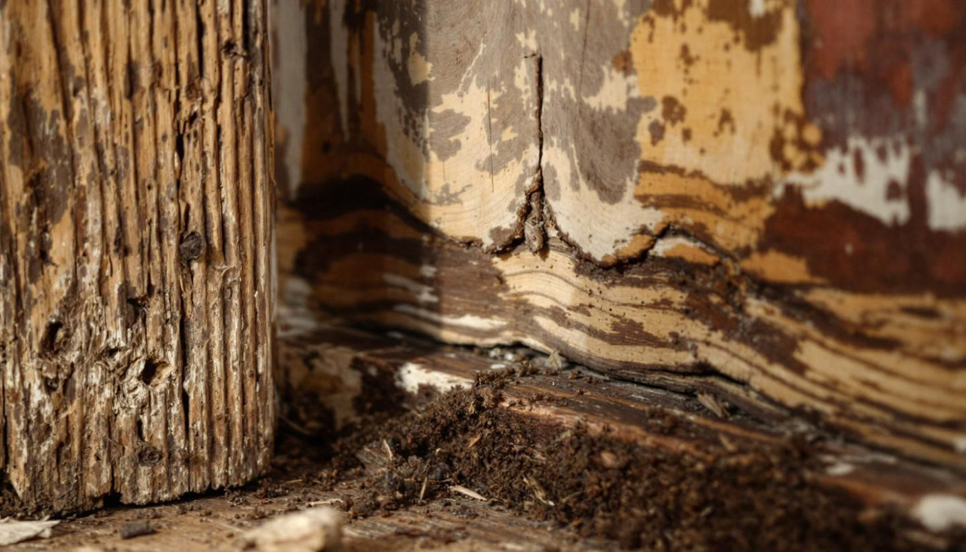 Comment identifier et réagir face aux premiers signes d'infestation de rongeurs ?